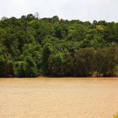 Awakening In The Jungle